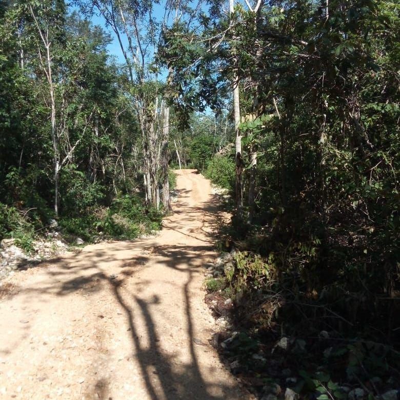 Camino entre la selva rumbo al terreno