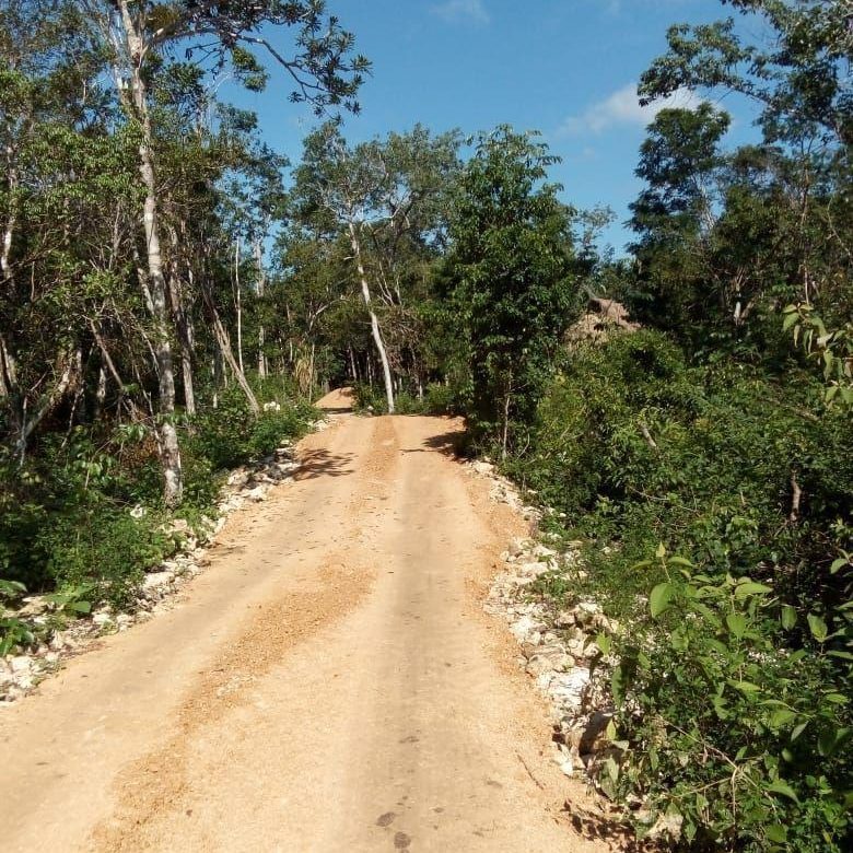 Camino de terracería recién abierto entre la selva