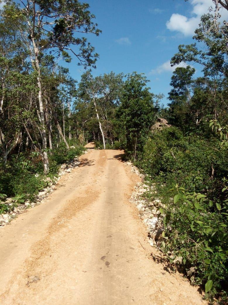 bre-tv-framay23-08 Camino de terracería recién abierto entre la selva