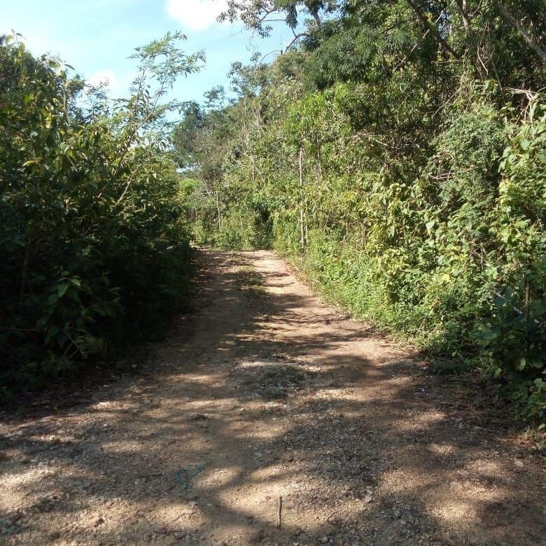 Camino de terracería con vegetación a los lados