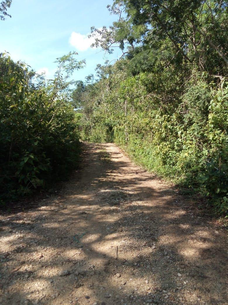 bre-tv-framay23-10 Camino de terracería con vegetación a los lados